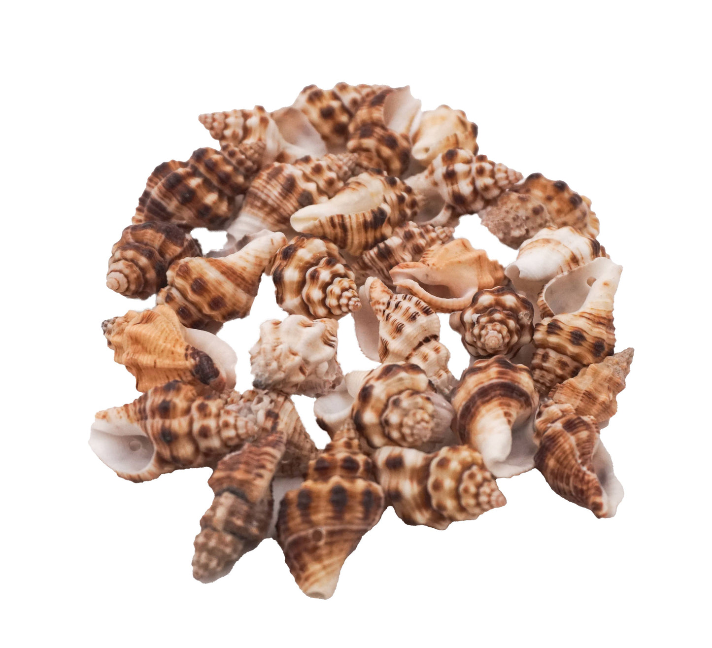 Jewelry - Seashell Charms Beads for Jewelry Making