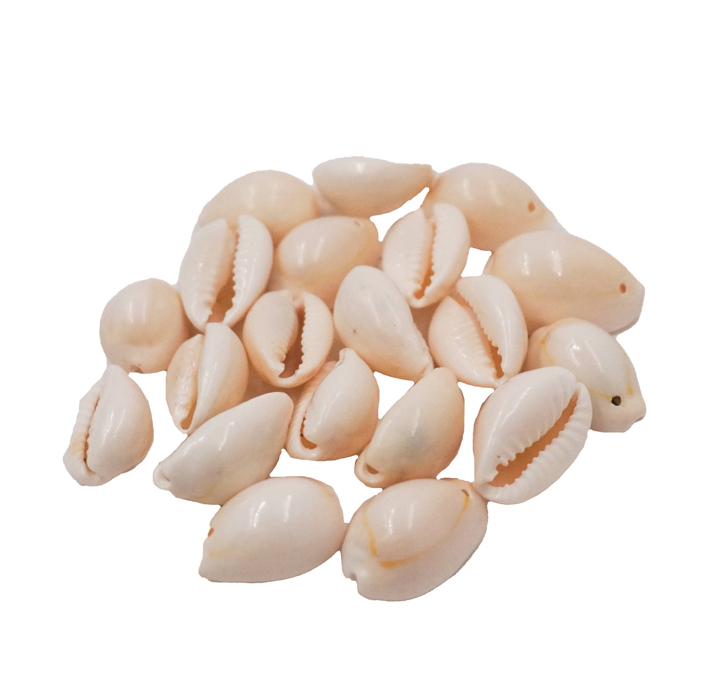Beads - Small Bulk Cut White Cowrie Shell