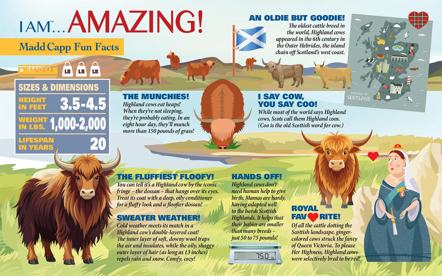 Puzzle - 550 Piece - I am highland cow