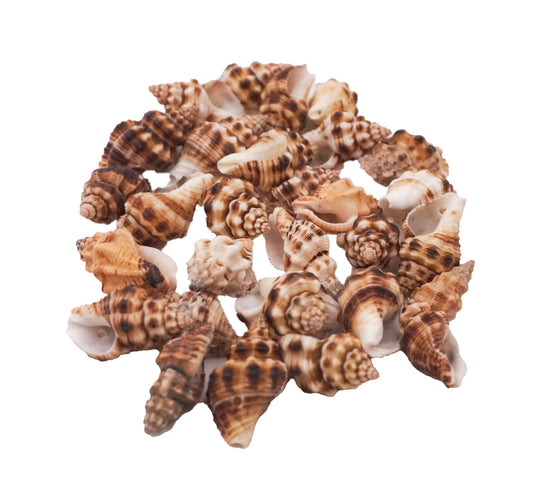 Jewelry - Seashell Charms Beads for Jewelry Making