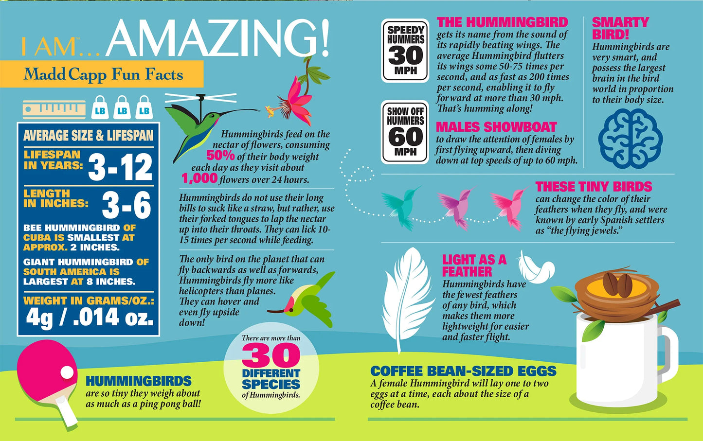 Puzzle - Piece 1000 - I am Hummingbird