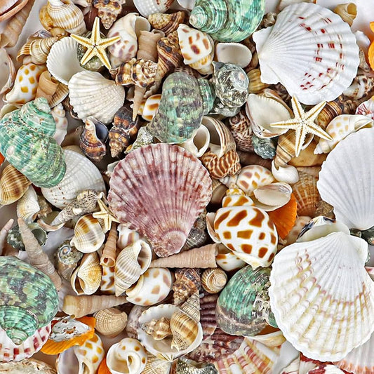 Shells - Other