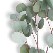 Flower - 32.5 Inch Real Touch Seeded Eucalyptus Spray