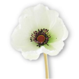 Flower - 11 Inch White Real Touch Mini Poppy Single Stem