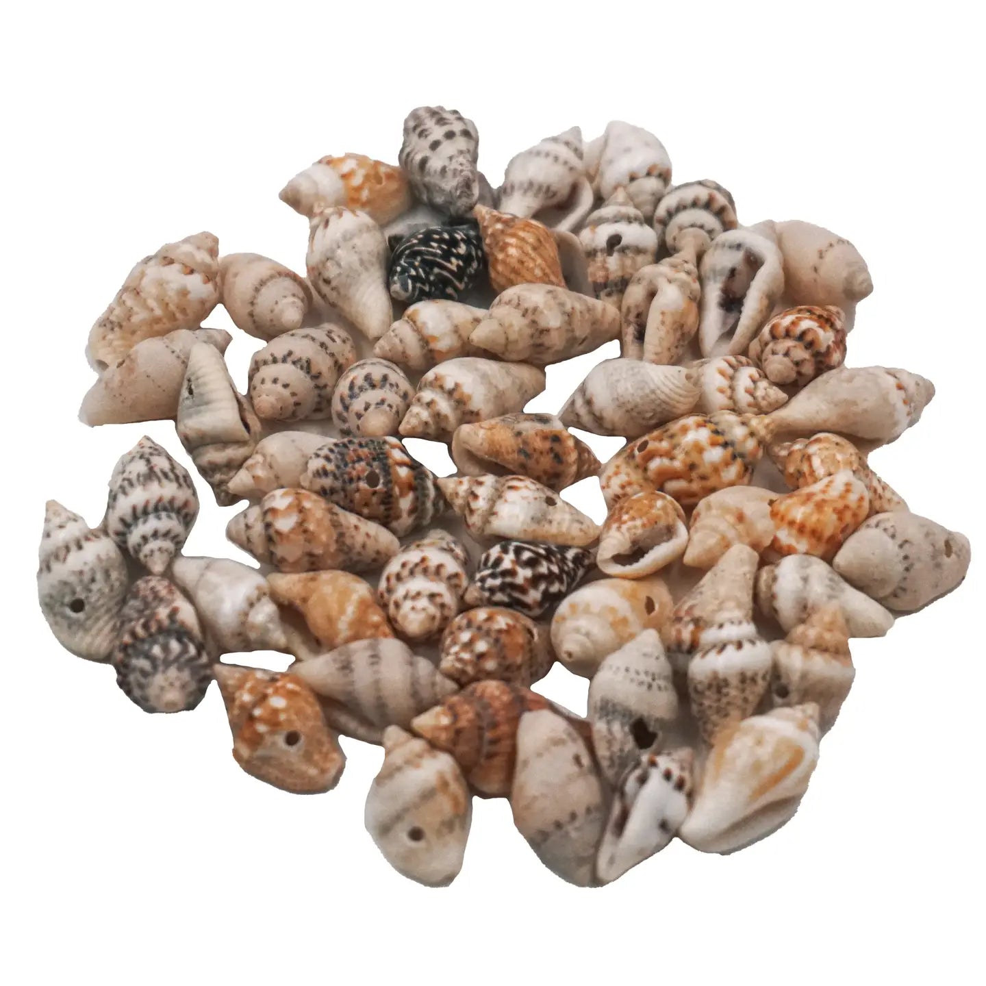 Beads - Assorted Small Sea Shell Conch Craft Beads