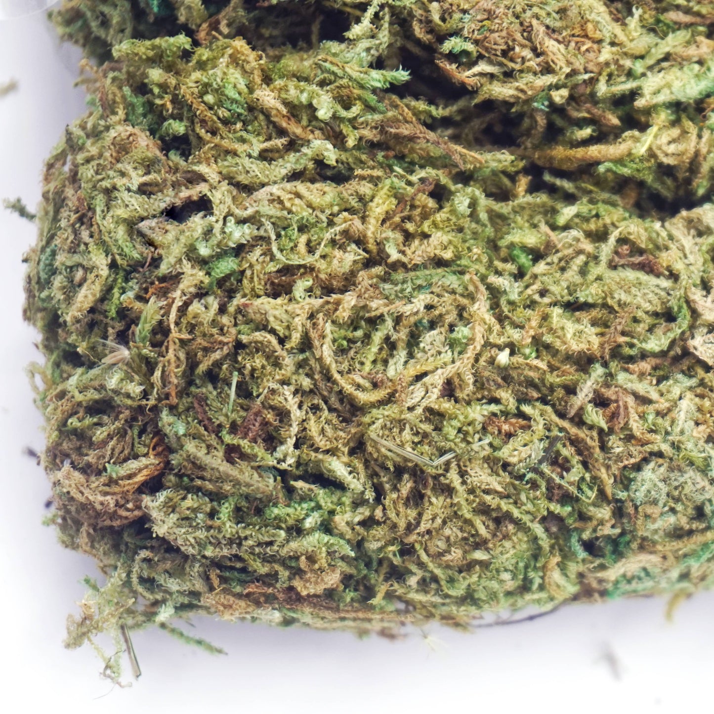 Moss - Artificial Green Loose Moss